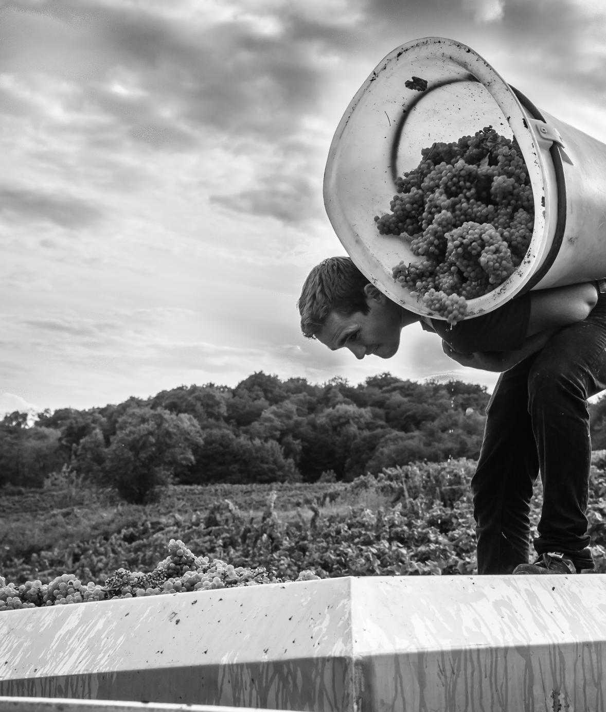 domaine-de-montbourgeau-jura-france-symbiose-vins-saq